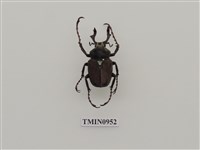 藏品(台灣角金龜)的圖片